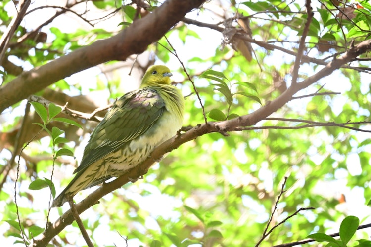 [相片1]3月中旬，這隻吃發芽的藍鴿來到了靜岡縣富士市岩本山公園的樹上！ 我希望我們能夠在未來保持一個野生動物可以輕鬆休息的環境！