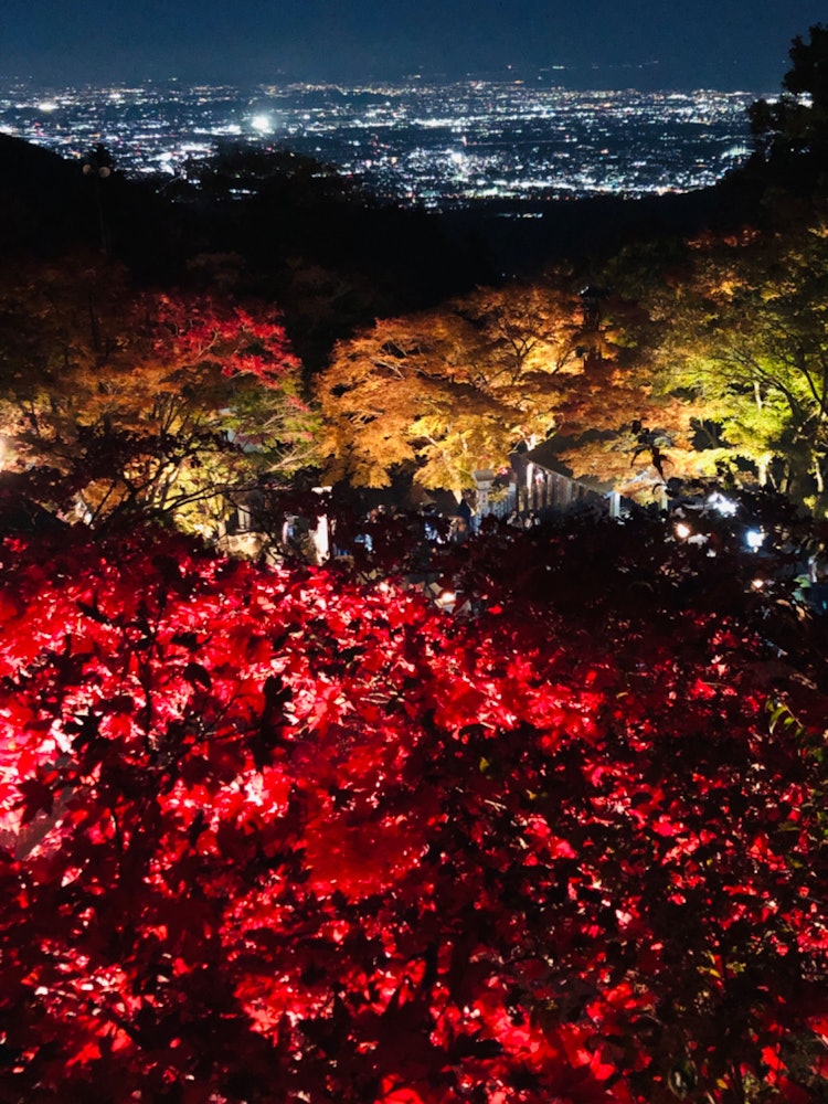[画像1]秋の夜。 ケーブルカーの終点の山の上まで登る。 ライトアップされた紅葉は見事に山肌を包み、その先には闇夜に浮かぶ夜景が広がる。 まさに絶景でした。