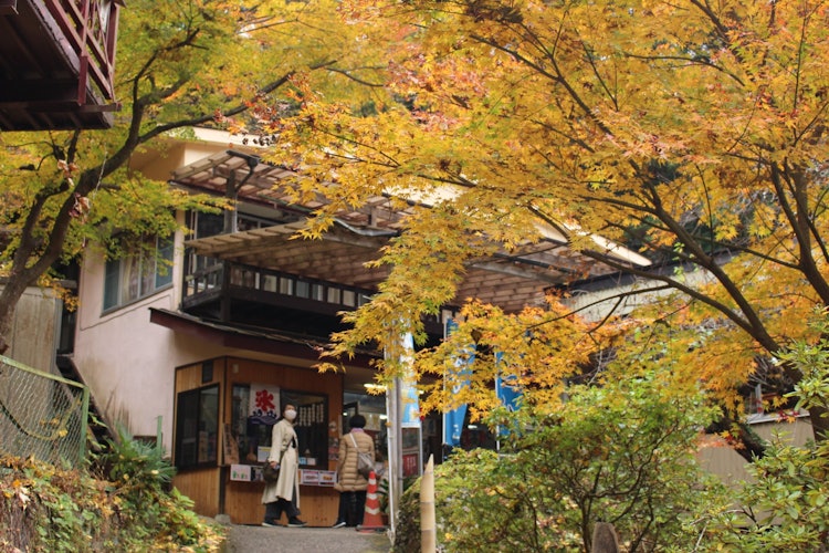 [画像1]袋田の滝の帰り道の紅葉です。お店を見ようとしたら、手前に銀杏の木があっていいなと思ったので撮りました。