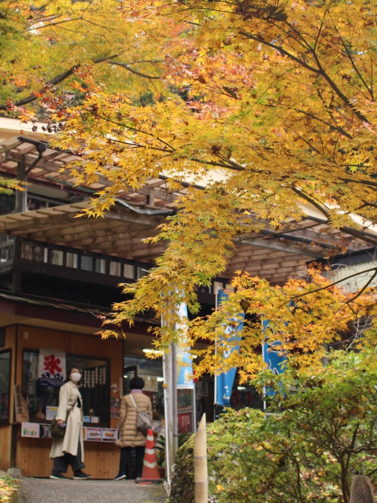 [Image1]It is the autumn leaves on the way back from Fukuroda Falls.When I tried to see the shop, I thought 