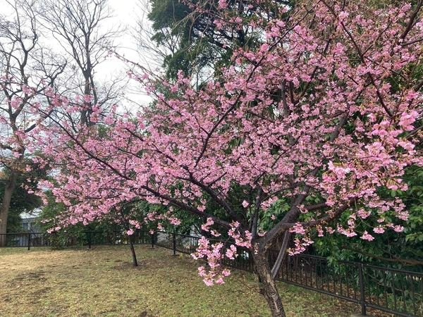 [Image2][Isehara flower information] 2.19Isehara on a rainy day.Flowers are blooming here and there under th