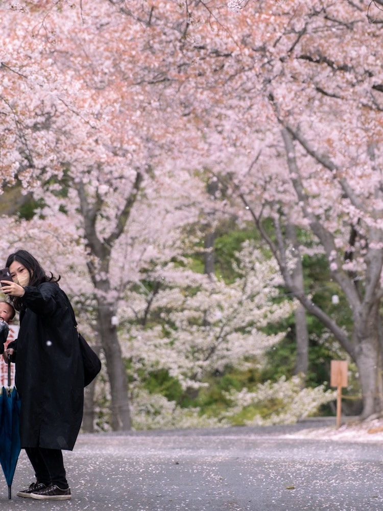 [相片1]两个妈妈朋友（一个还在肚子里）赏樱之旅。 冠状病毒大流行，我绝对自拍并享受了樱花观赏！