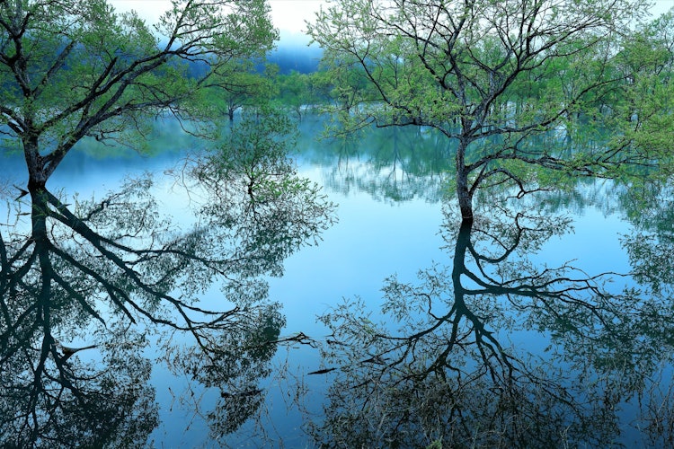 [相片1]它是山形縣飯出町的白川湖。 由於這是湖的邊緣，不受風的影響，淹沒的森林在湖面的海洋藍色表面上的反射非常漂亮。