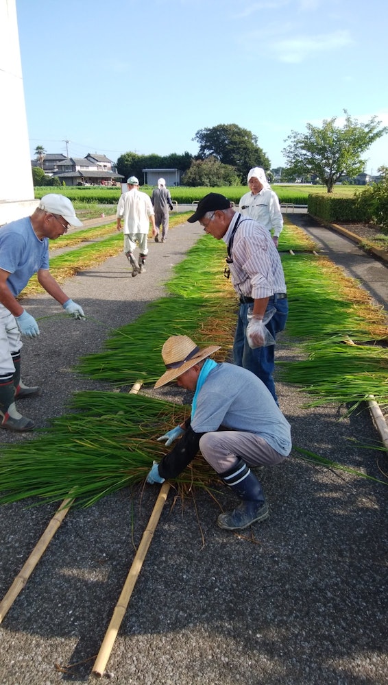 [相片1]今天，从早上6点开始，我一直在切割用于新年绳索装饰的稻草和绿地。 在阳光下干燥两天，保存至12月。 这是真正的水稻绿地收获。 女士们，先生们，这是社区的志愿者。