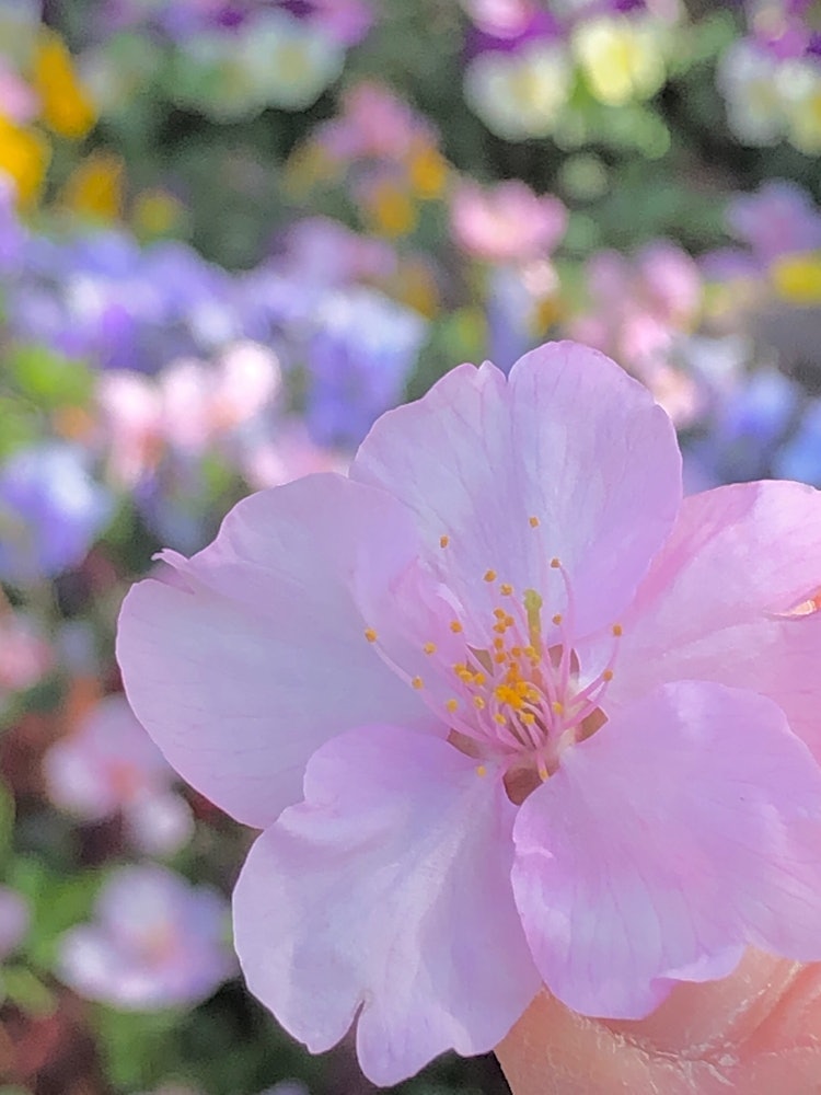 [相片1]3月初，我拿着掉落的河津樱花的花瓣拍了这张照片。我周围的花朵使一个漂亮的球模糊了。