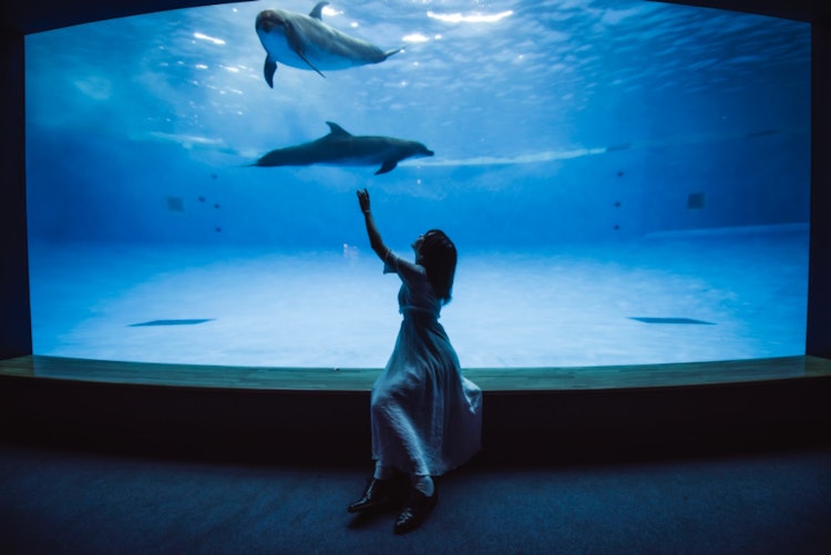[相片1]水世界大洗。一个可以与海豚心连心联系的地方。人很少，所以建议在关闭之前。