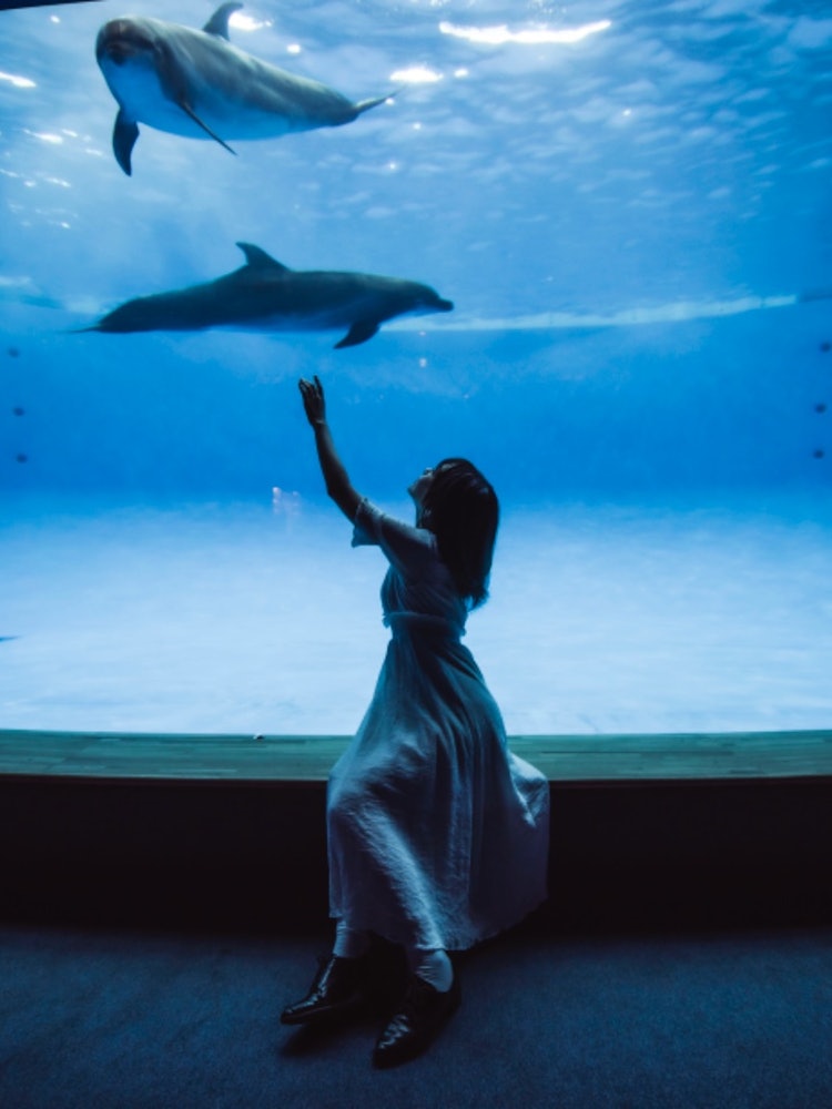 [Image1]Aqua World Oarai.A place where you can connect with dolphins heart-to-heart.There are few people, so