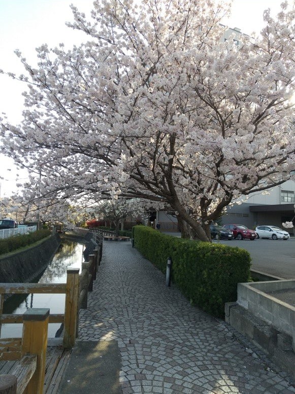 [Image1]It's a neighborhood park.The cherry blossoms are beautiful 😎👍😍 in Japan.'#Spring #Photo Contest