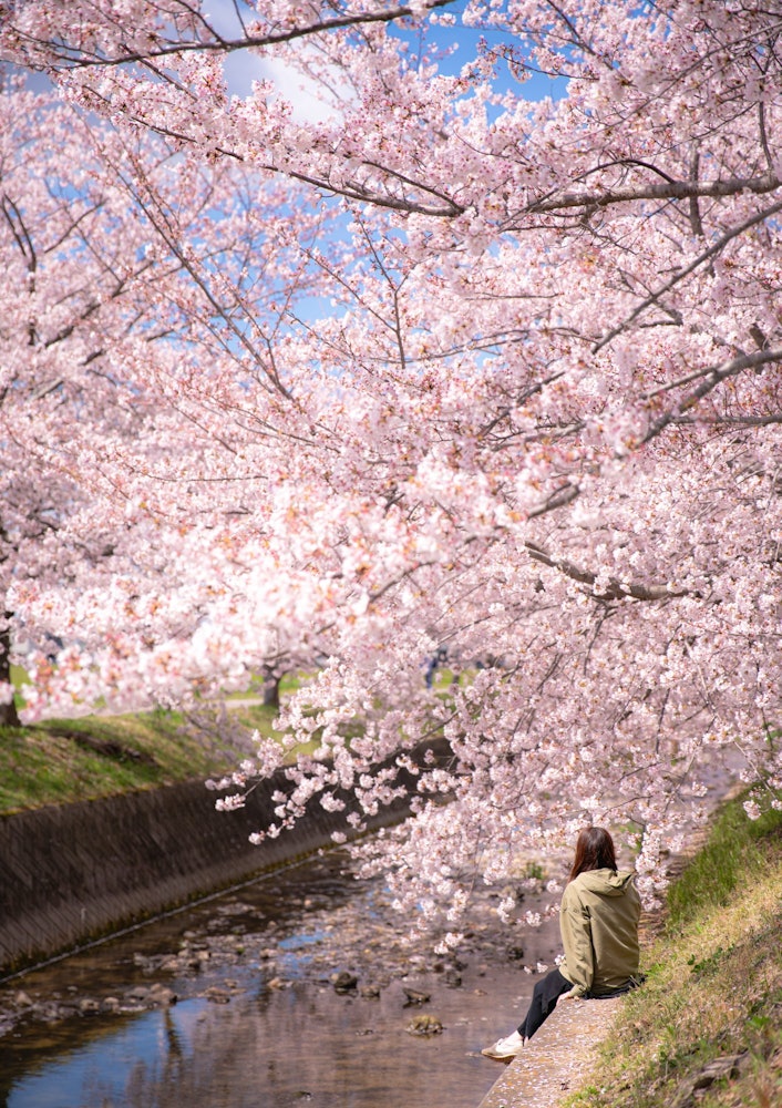 [画像1]兵庫県稲美町雲川の桜並木 この日はママと二人でデート😌ポカポカして散歩が気持ち良かったです😀