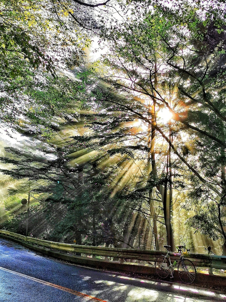 [相片1]清晨的阳光从春天的新鲜绿色中照耀出来...... 神户的六甲山已经改正了！ ！！照片是4月中旬在表六甲车道山脊附近拍摄的早晨场景。我骑着公路自行车爬山，但这是一次愉快的骑行，感觉适度出汗（我爬得很慢）