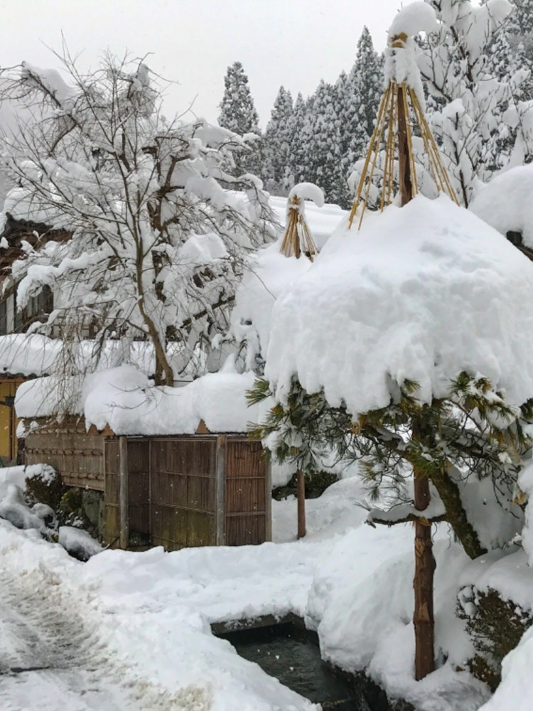 [画像1]日本ジビエの最高峰と言われる「比良山荘」。 訪れるなら断然寒い季節がオススメ。お目当てはこの時季ならではのツキノワグマの鍋「月鍋」。白い静寂の中、身も心も芯まで温めてくれます。#比良山荘 #ジビエ