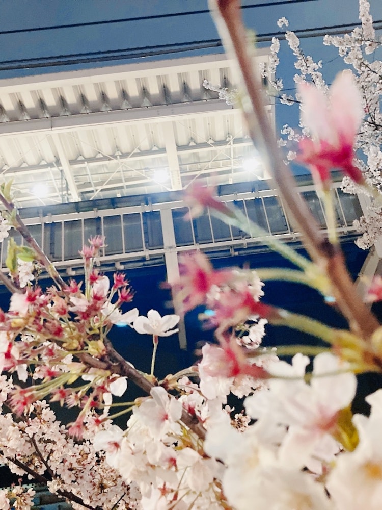 [Image1]Cherry blossoms in Meguro River
