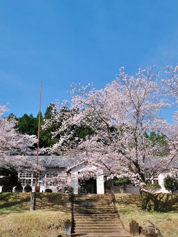 [画像1]三重県熊野市にある神上小中学校の校庭に咲く桜です。 残念ながら令和２年から休校になっていますが、満開の桜を見ると、今も、子供たちの歓声が聞こえてくるような気がします。