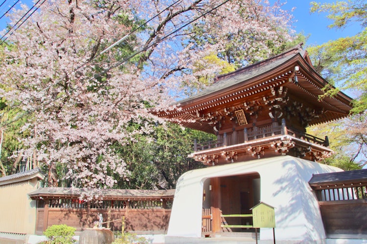 [画像1][撮影場所]東京都調布市 大正寺調布駅からほど近い大正寺。桜との風景は和を感じられます。