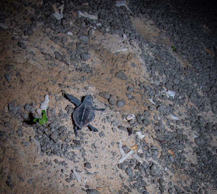 [相片1]一隻從蛋中孵化出來的紅海龜幼崽。他們回到海邊，同伴在那裡等待。有一天會再來這裡：）雖然它是一隻紅海龜，但它看起來是藍色的。這是由於在海灘上衝上岸的地下火山噴發產生的大量浮石。這就是它所堅持的。 當被海
