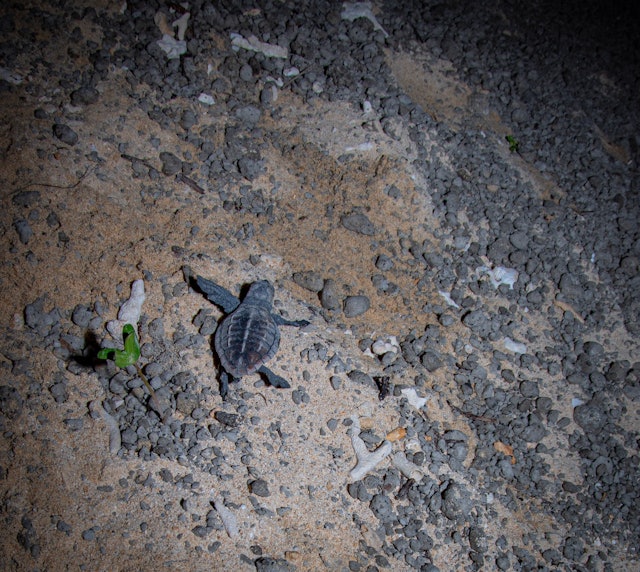 [Image1]A loggerhead turtle cub hatched from an egg.They return to the sea where their companions are waitin