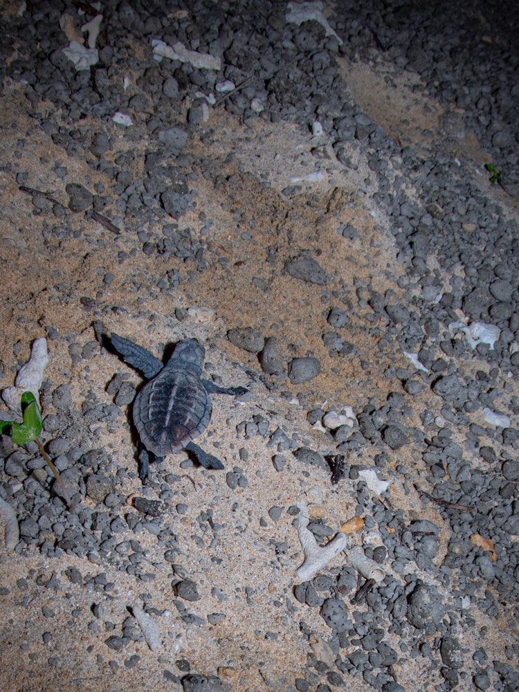 [相片1]一只从蛋中孵化出来的红海龟幼崽。他们回到海边，同伴在那里等待。有一天会再来这里:)虽然它是一只红海龟，但它看起来是蓝色的。这是由于在海滩上冲上岸的地下火山喷发产生的大量浮石。这就是它所坚持的。 当被海