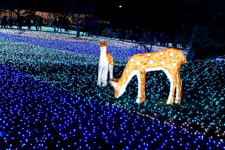 [相片1]在奈良公园举行的灯饰，“奈良琉璃绘”。