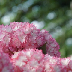 [相片2]它是横滨英国花园的绣球花。太美了。