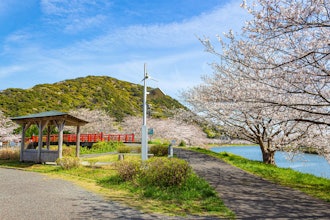 [이미지2]미나미이즈초에는 가와즈 벚꽃 800그루와 왕벚나무 200그루가 1,000그루의 벚꽃이라고 합니다.가와즈 벚꽃 시즌(2월 중순경)이 지나면 다음은 왕벚나무 시즌(매년 4월 초순경)입