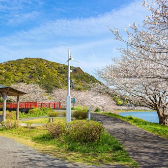 [Image2]In Minami-Izu Town, 800 Kawazu cherry blossoms and 200 Someiyoshino trees are said to be 1,000 cherr