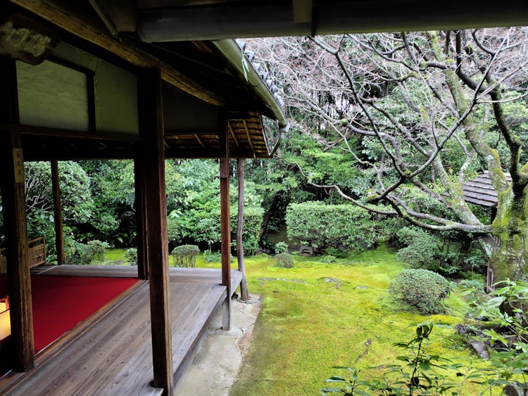 [이미지1]Rinzai 종파 Sohonzan Myoshinji Temple, Katsura 봄 사원의 수장. 모스는 말을 하지 않고 항상 같은 모습을 보여줍니다. 그러나 앉은 자세에서 보면 