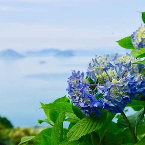 [Image1]Famous for its cherry blossoms, Hydrangea flowers bloom during the rainy season. Although the crowds