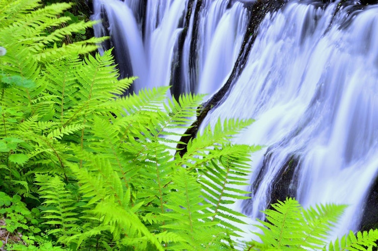 [画像1]白糸の滝近くの渓流とシダの若葉です