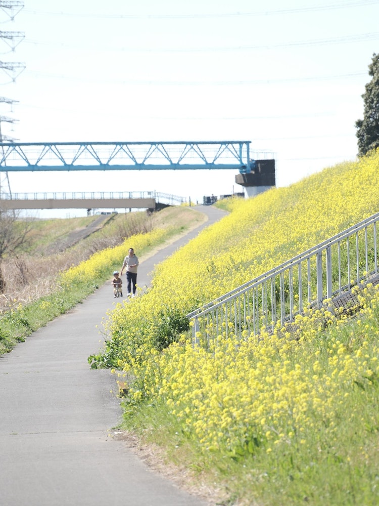 [相片1]这是千叶县长山市的一条运河您可以从东武野田线的运河站步行很多油菜花正在盛开骑自行车和家庭野餐樱花在樱花季节盛开。它也是著名的野生鸟类景点。这一天，天气很好，许多家庭喜欢散步。