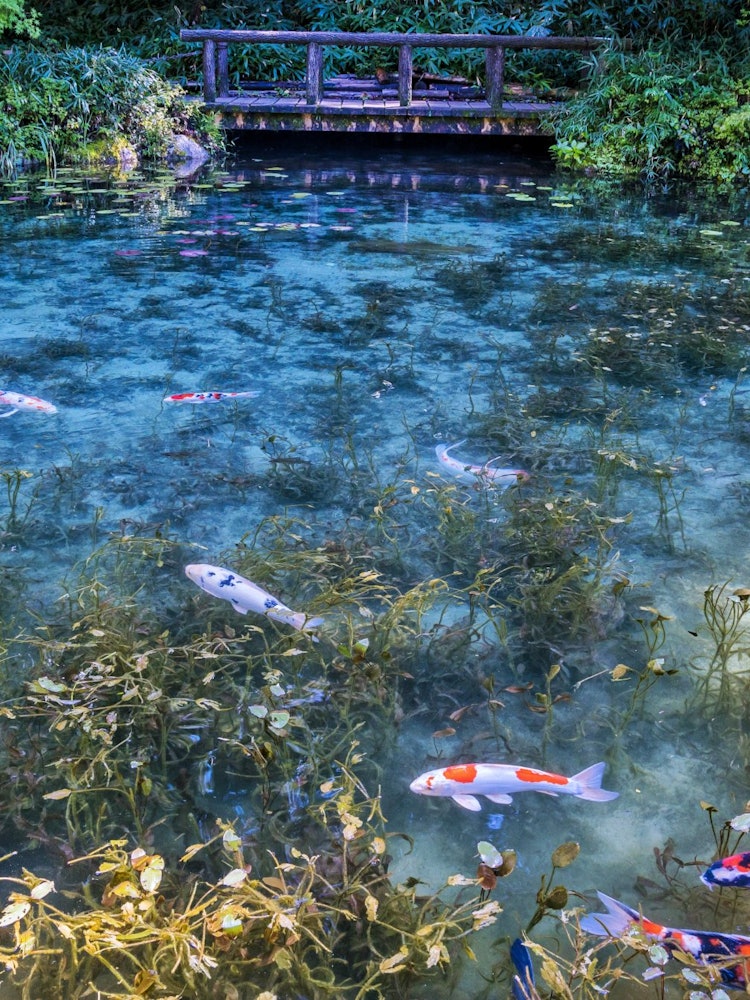 [相片1]它是岐阜縣關市的一個無名池塘，俗稱“莫内池塘”。 五顏六色的鯉魚在池塘中閃閃發光，由於泉水的透明度，您可以一直看到底部。