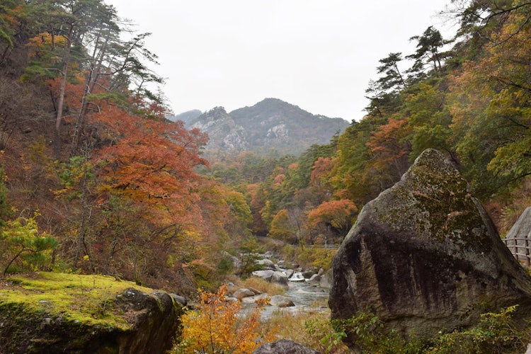 [이미지1]야마나시현 쇼센 협곡의 가을