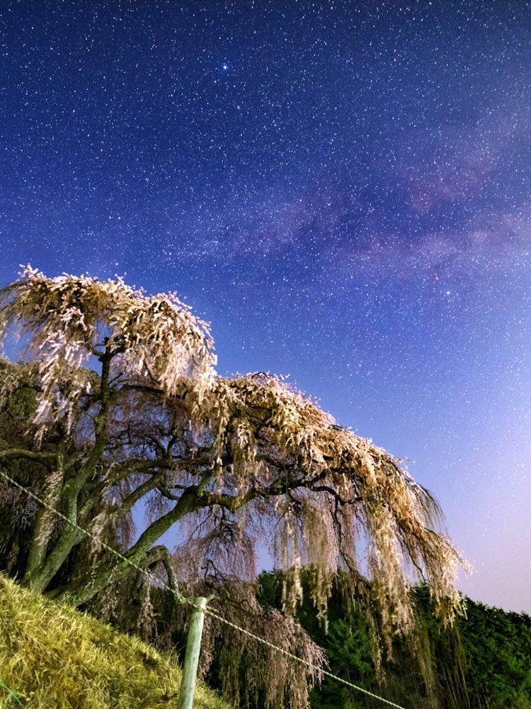 [Image1]The Milky Way and Otogatsuma's Weeping Cherry Blossoms