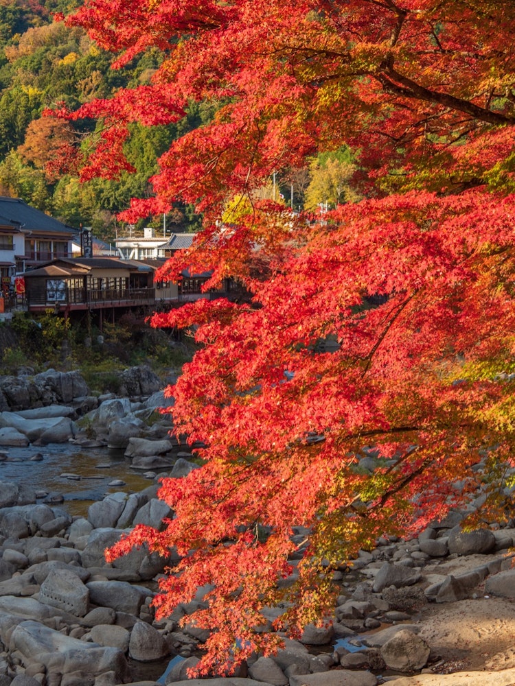 [Image1]At Korankei. The autumn leaves were completely dyed red.