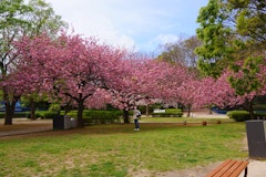 [相片2]#參觀🌸千葉市動物公園鮮豔的粉紅色櫻花和觀山的最佳時間好吧，好吧。 也許是因為今天天氣炎熱，所以我☺️💦在陰涼處避難