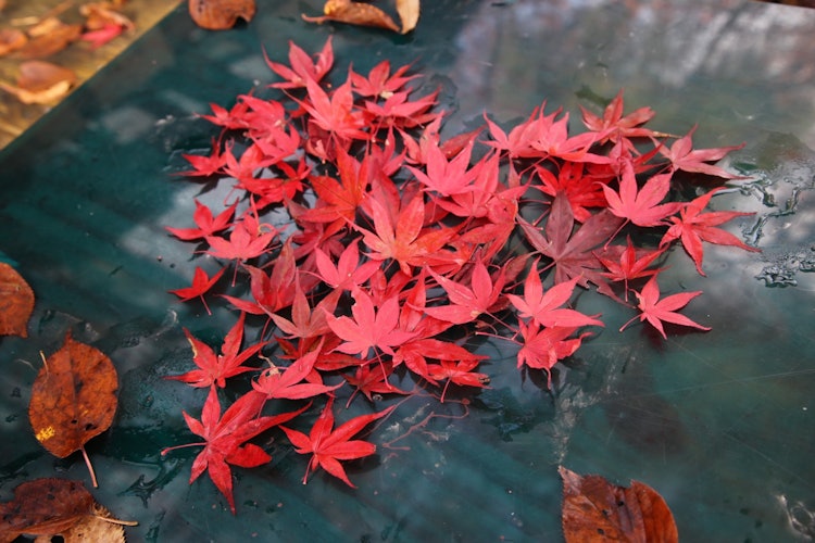 [画像1]東京都の高尾山で撮影しました。 地面いっぱいに落ちている紅葉の紅い葉っぱがとてもキレイだったので、ハートを描いてみました。