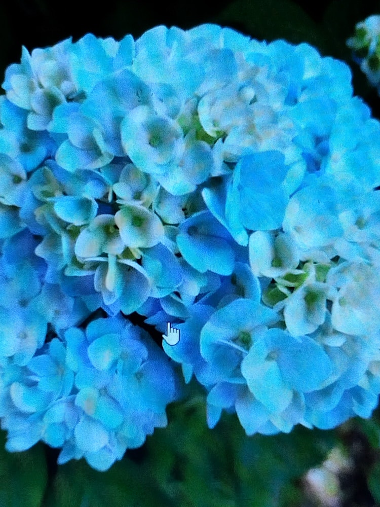 [Image1]It is a hydrangea that bloomed during the rainy season.