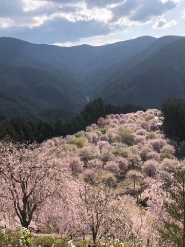 [Image1]The sight of the mountains dyed pink with drooping cherry blossoms in full bloom is a masterpiece.Af