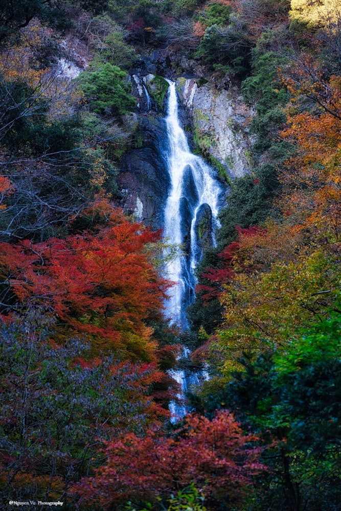 [Image1]Autumn of JapanCollection of autumn leaves and waterfallsAt Maniwa Falls, Okayama