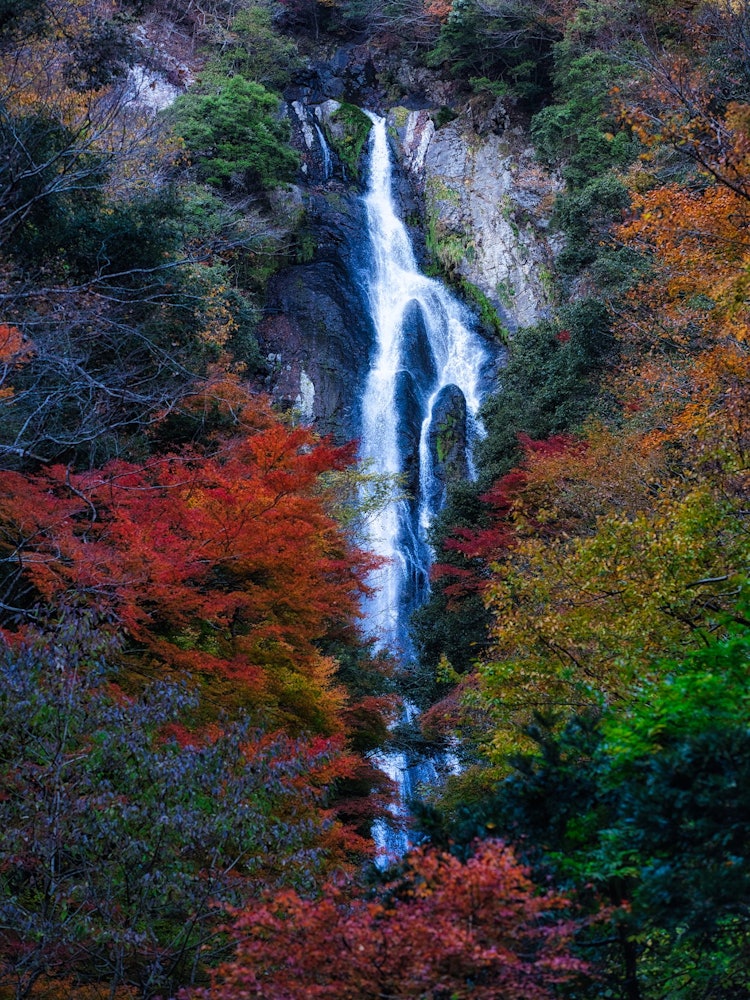 [画像1]日本の秋紅葉と滝のコレクション岡山県 真庭滝にて