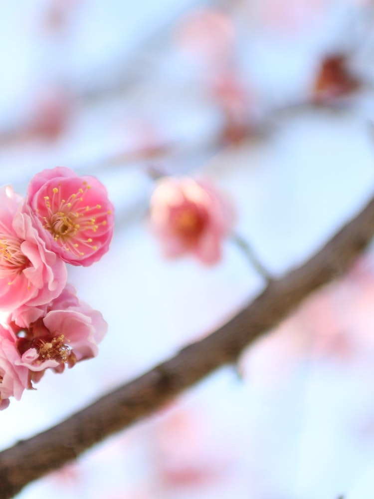 [画像1]キラキラでふわっとした梅の花。心まで暖かくて癒されます。