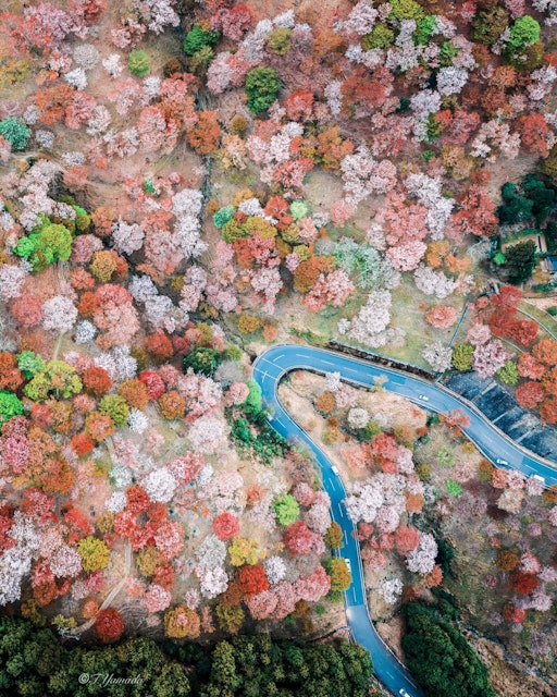 [画像1]「桜デコレーション」春の吉野山をドローンで空撮。吉野山の桜はとびっきり美しい😍奈良県吉野山