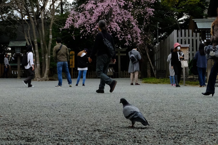 [Image1]Iseyama Imperial Shrine near Sakuragicho in Yokohama. People stopping in front of cherry blossoms an