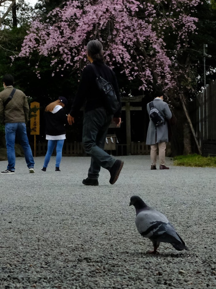 [이미지1]요코하마 사쿠라기초 근처에 있는 이세야마 황궁. 벚꽃과 비둘기 앞에서 멈춰 선 사람들은 머리를 흔든다.