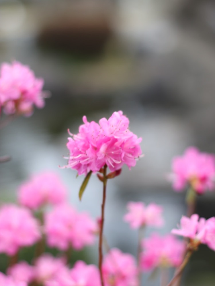 [Image1]Tiny littleAzalea**(ू•ω•ू❁)**By the pond of the temple...It's spring (*ˊૢᴗˋૢ*)