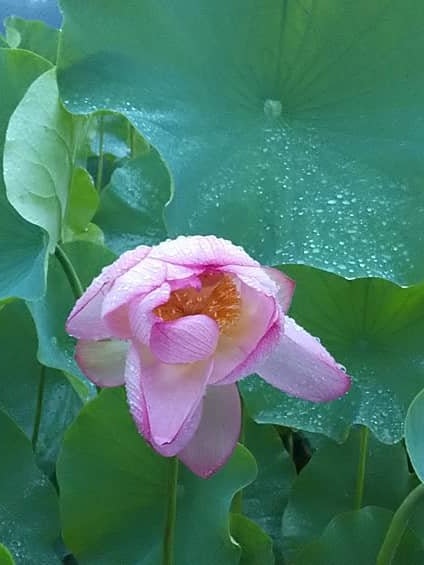 [Image1]In the lotus field of the national treasure Usuki Stone Buddha in Usuki City, Oita Prefecture. Lotus