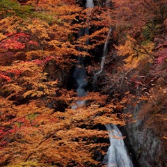 [画像2]群馬県みどり市にある、小中大滝&栃木県日光市の華厳の滝の紅葉📸