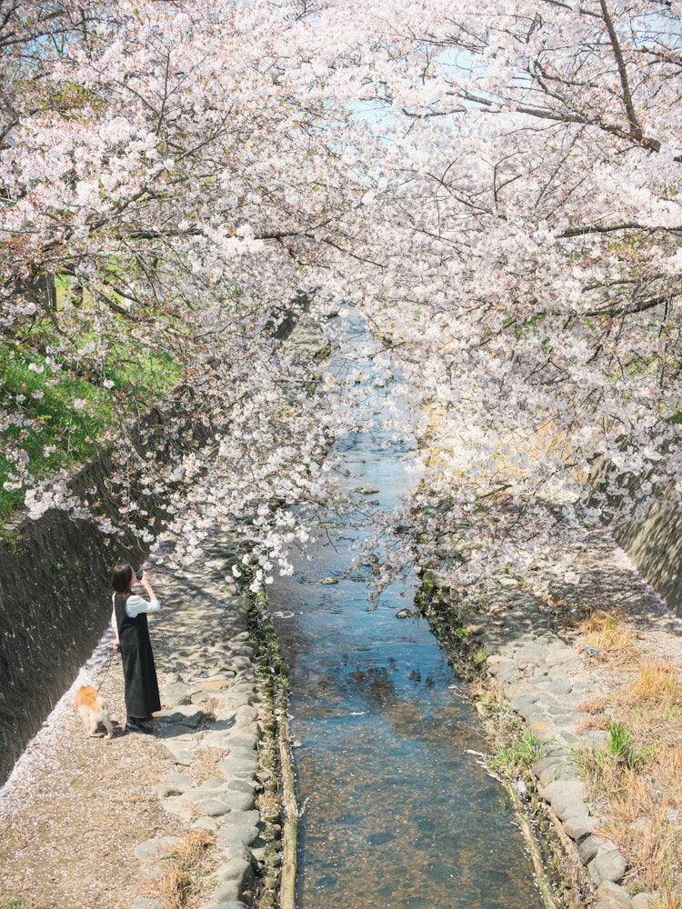 [画像1]兵庫県稲美町雲川の桜久々の二人でデート楽しかったです😀