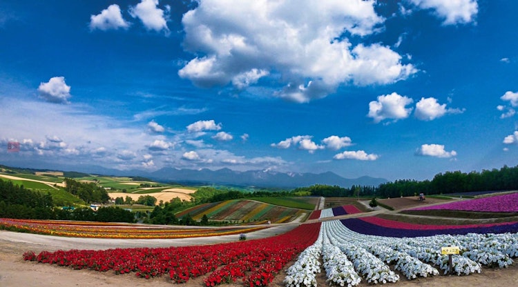 [Image1]Heaven on earth.The rainbow colored flower field with blue sky. The white clouds creates more scenic