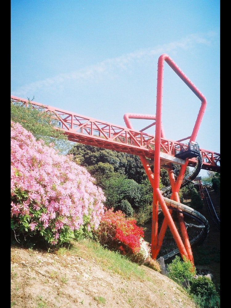 [이미지1]나가사키시 옆, 니시코노기 군 나가요쵸의 나카오 성 공원에 있는 철쭉은 현재 사용되고 있지 않습니까? 슬라이드.