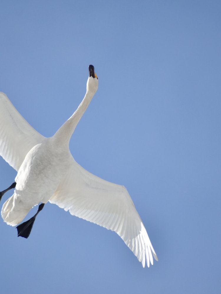 [Image1]It is a swan that flew in Kita Shinshu in Nagano Prefecture
